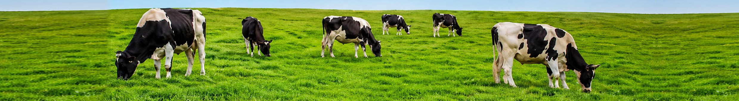 Livestock pasture